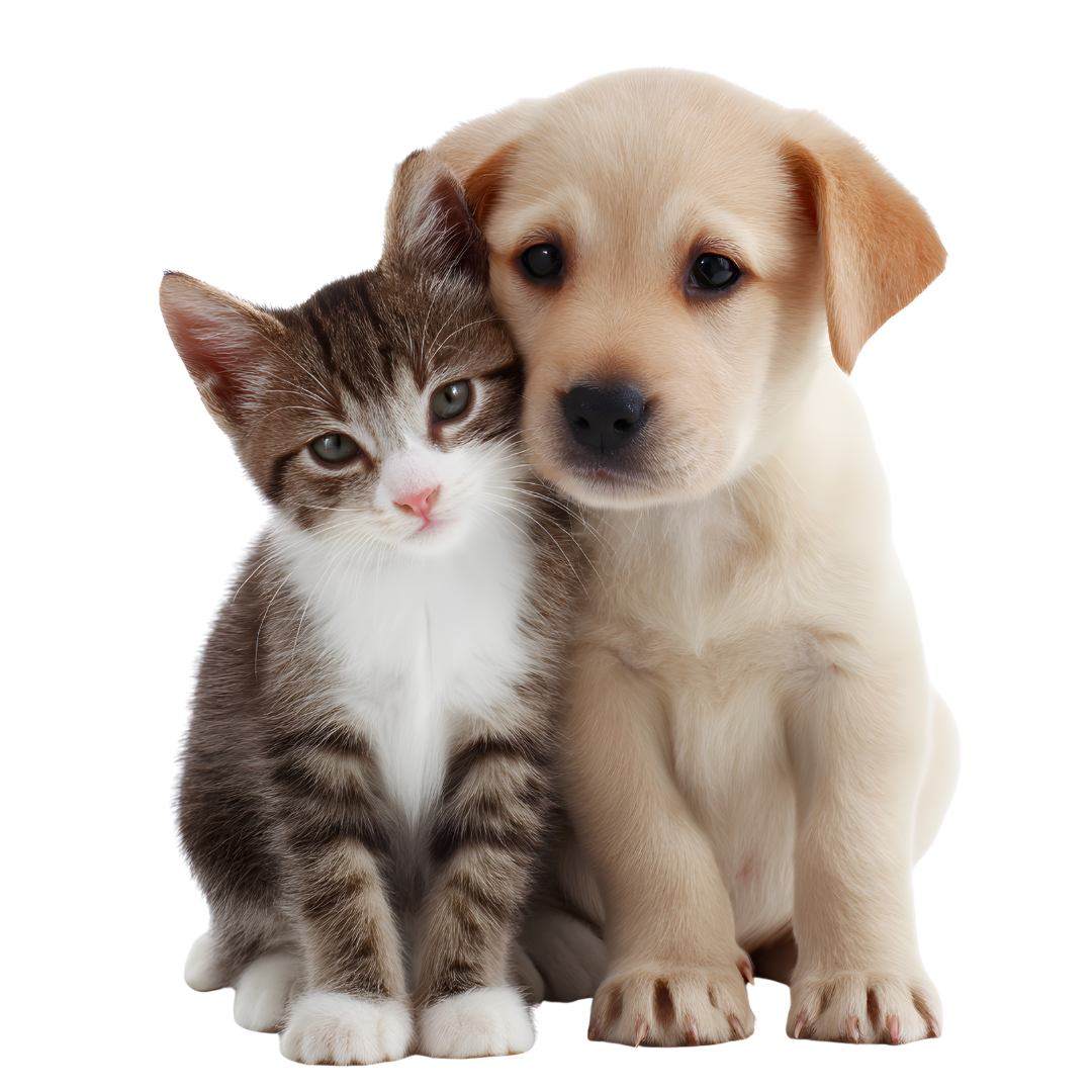 Virtual Adoption: contribute for a rescue baby