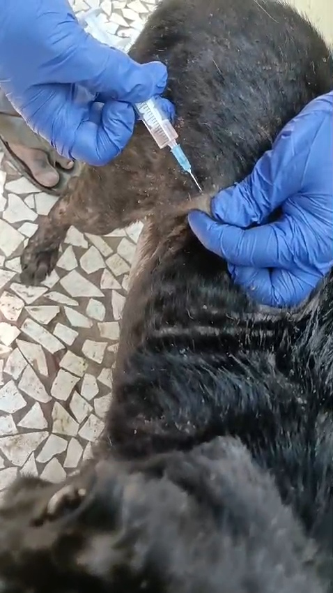 Free 9 in 1 Vaccination