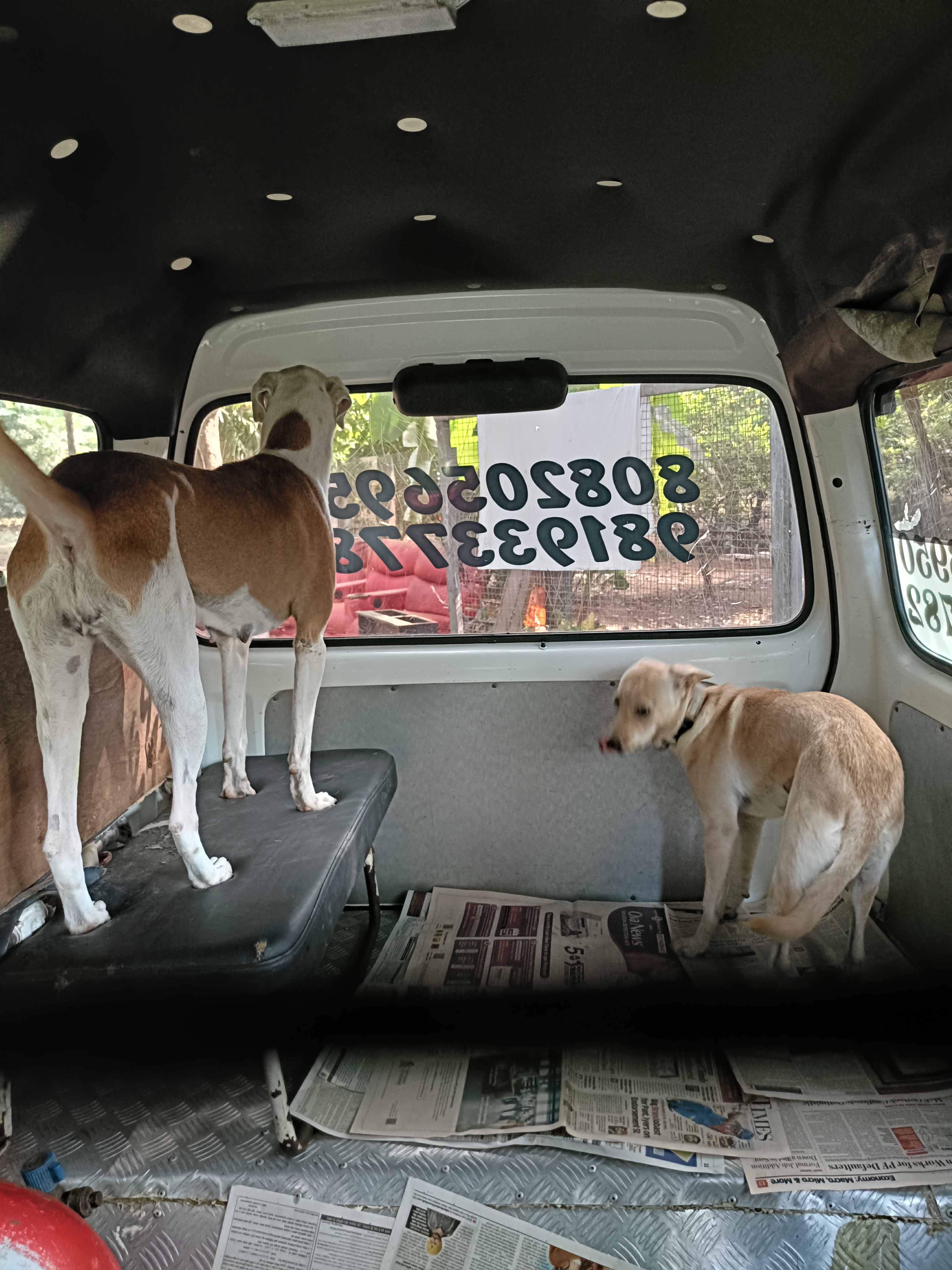 Free Sterilization For Strays