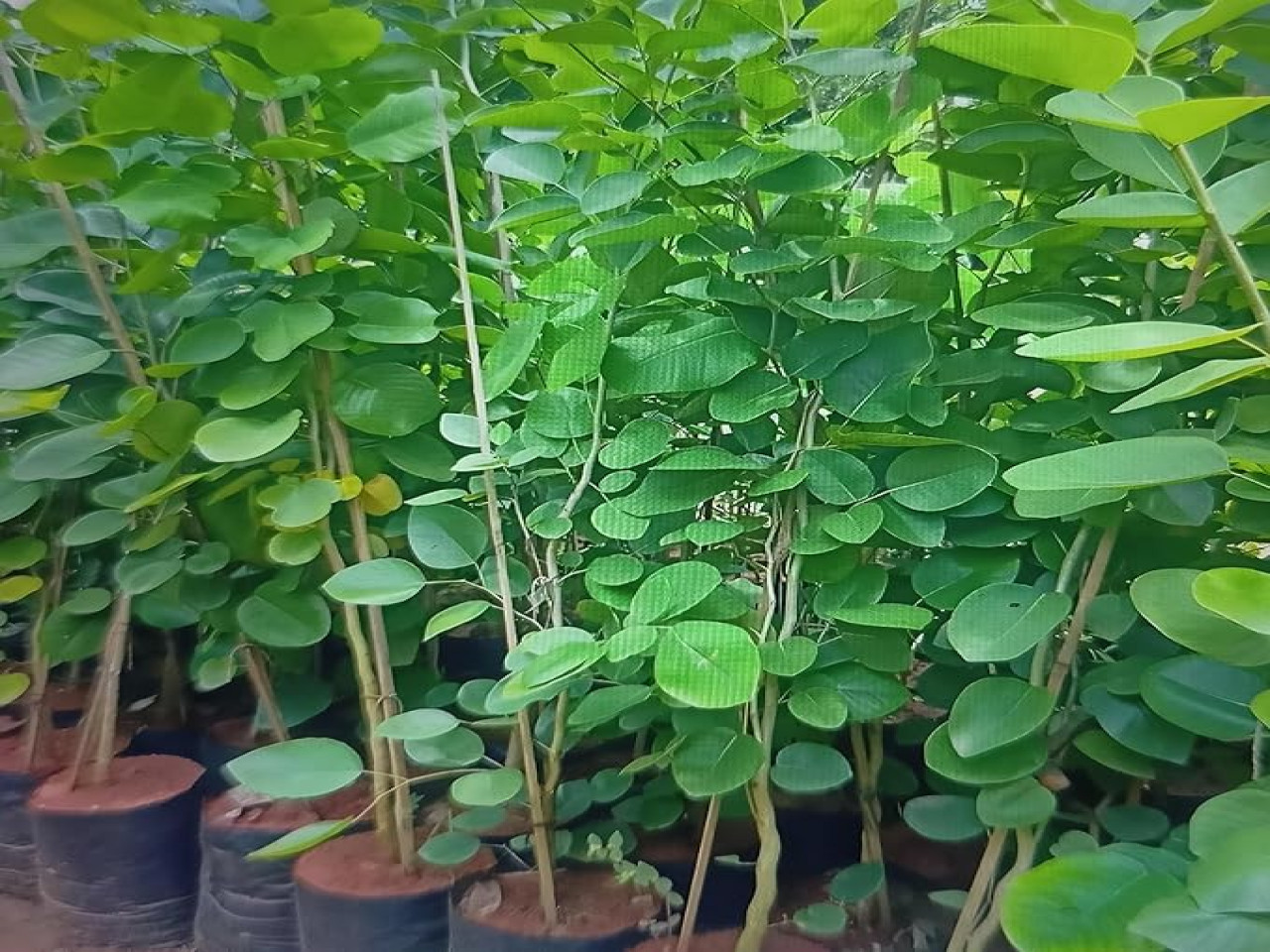 Environment Awareness - tree plantation