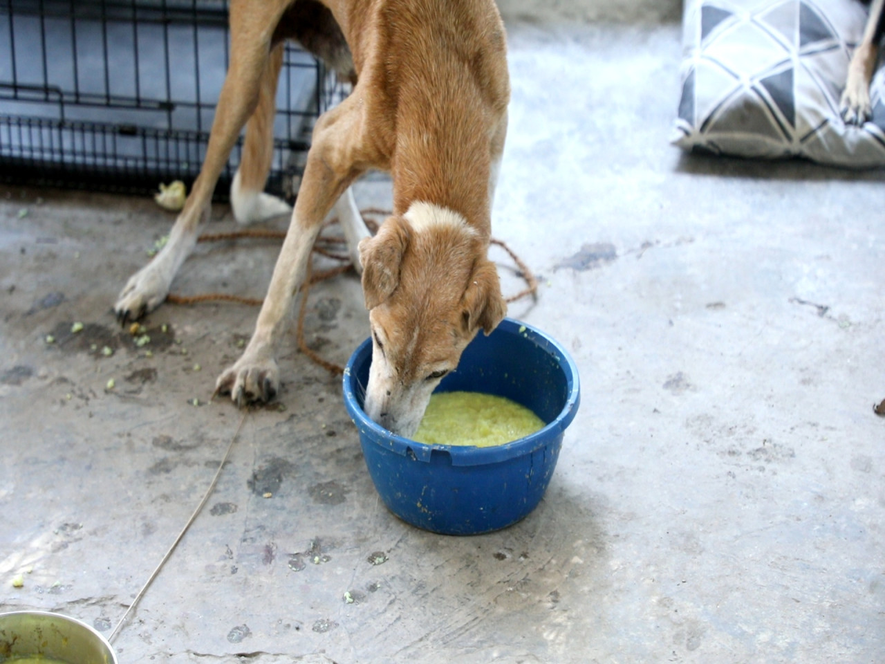 Virtually Adopt a Fur friend