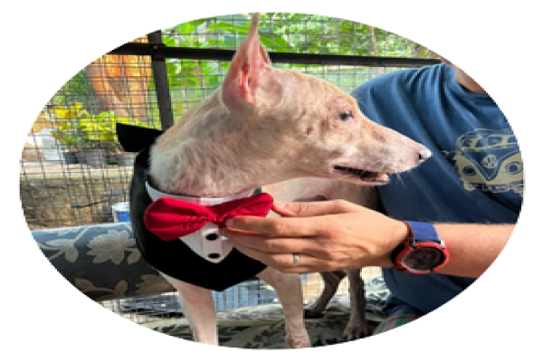 5000+ Dogs and Cats sterilized and vaccined